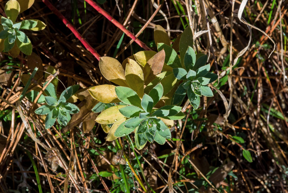 Изображение особи Euphorbia myrsinites.