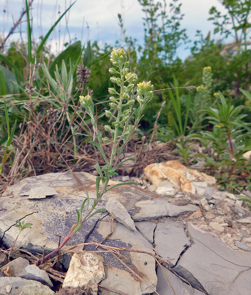 Image of Alyssum alyssoides specimen.
