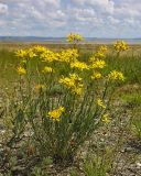 Haplophyllum dauricum. Цветущее растение в злаково-разнотравной степи. Забайкальский край, Даурский заповедник, Торейские озёра, древний береговой вал оз. Зун-Торей. 25.06.2022.