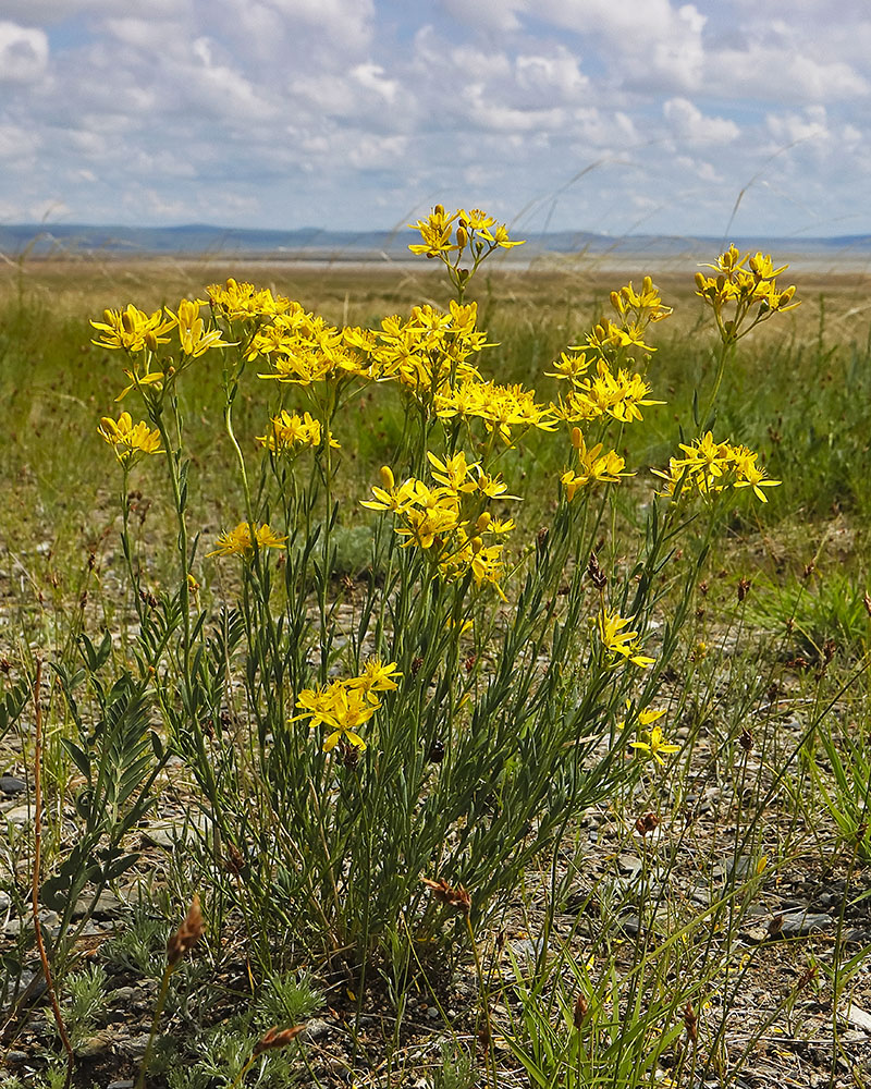 Image of Haplophyllum dauricum specimen.