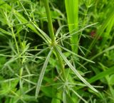 Galium verum