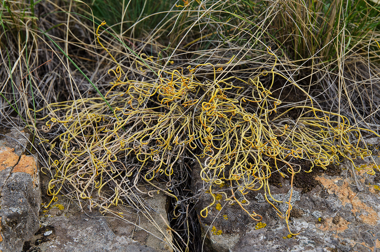 Image of Ephedra distachya specimen.