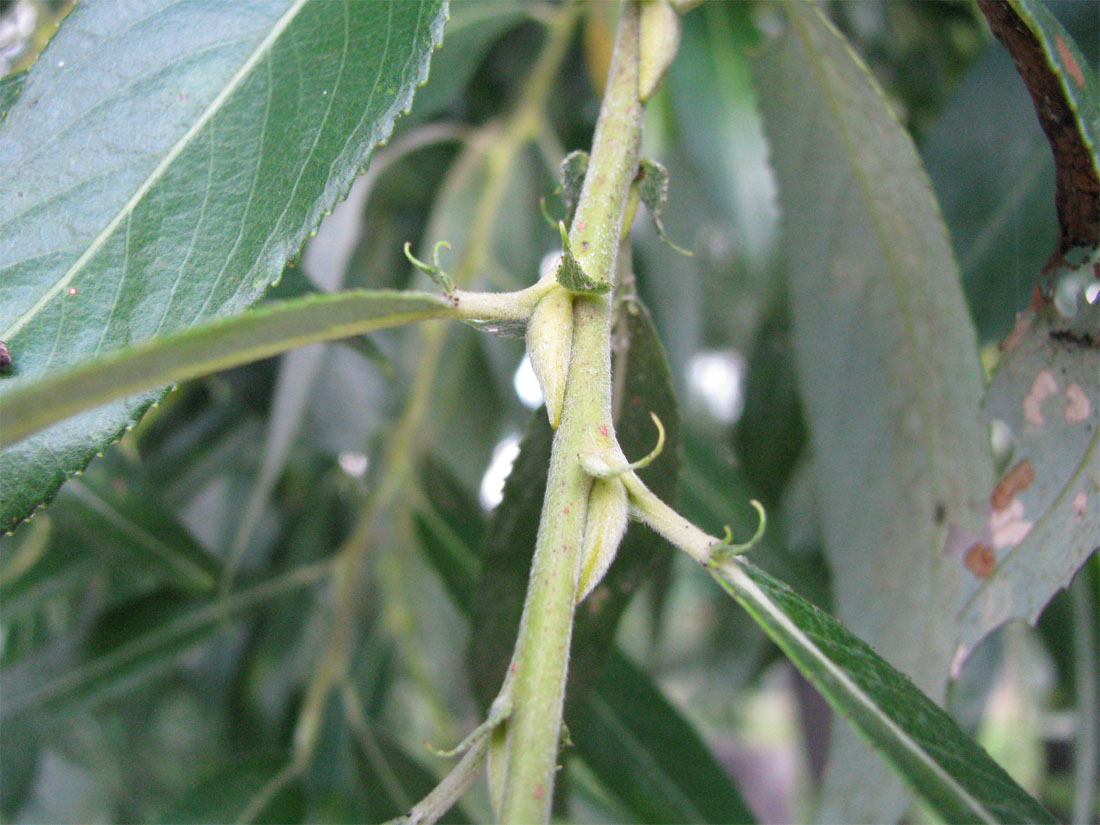 Image of Salix × lispoclados specimen.