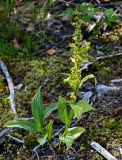 Veratrum lobelianum