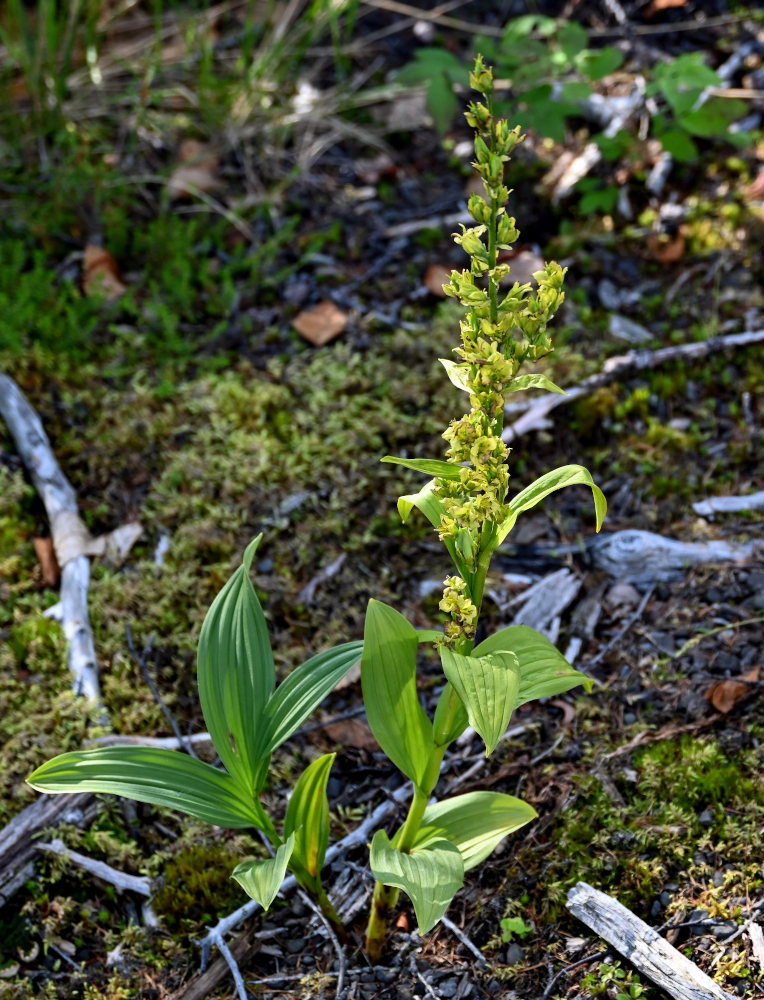 Изображение особи Veratrum lobelianum.