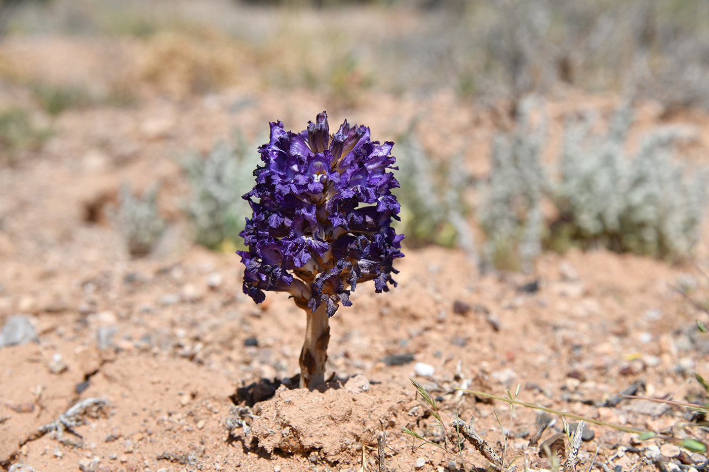 Изображение особи Orobanche amoena f. colossea.
