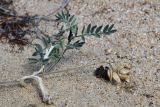 Смотреть изображение Astragalus olchonensis