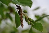 Duschekia fruticosa