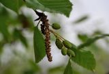 Duschekia fruticosa. Соцветие и незрелые соплодия. Красноярский край, Таймырский Долгано-Ненецкий р-н, плато Путорана, устье р. Кутарамакан, опушка смешанного леса. 23.07.2023.