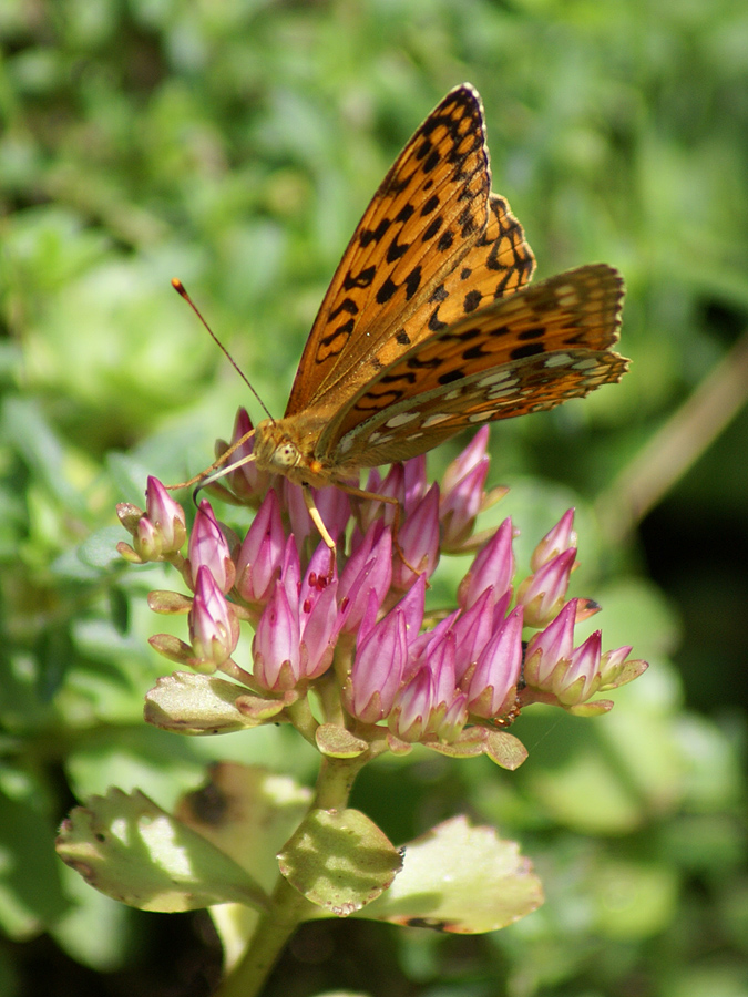 Image of Sedum spurium specimen.