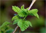 Rubus idaeus