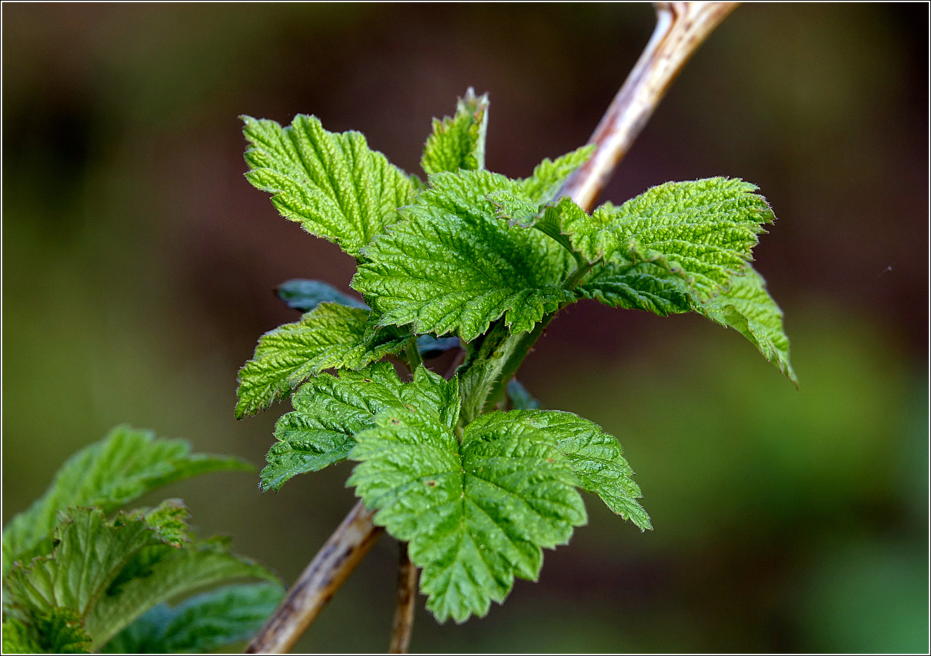 Изображение особи Rubus idaeus.