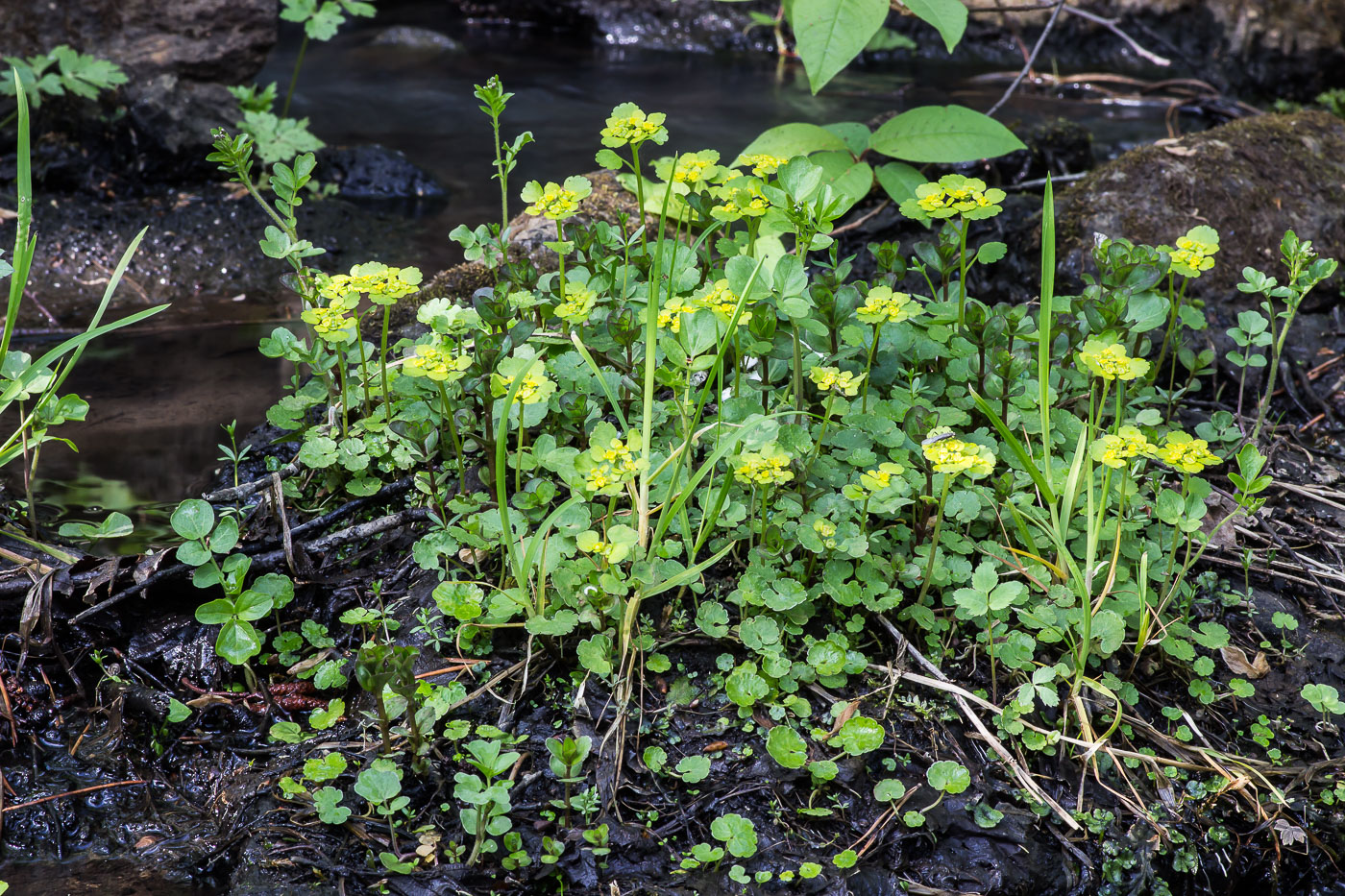 Image of Chrysosplenium alternifolium specimen.