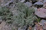 Anaphalis velutina