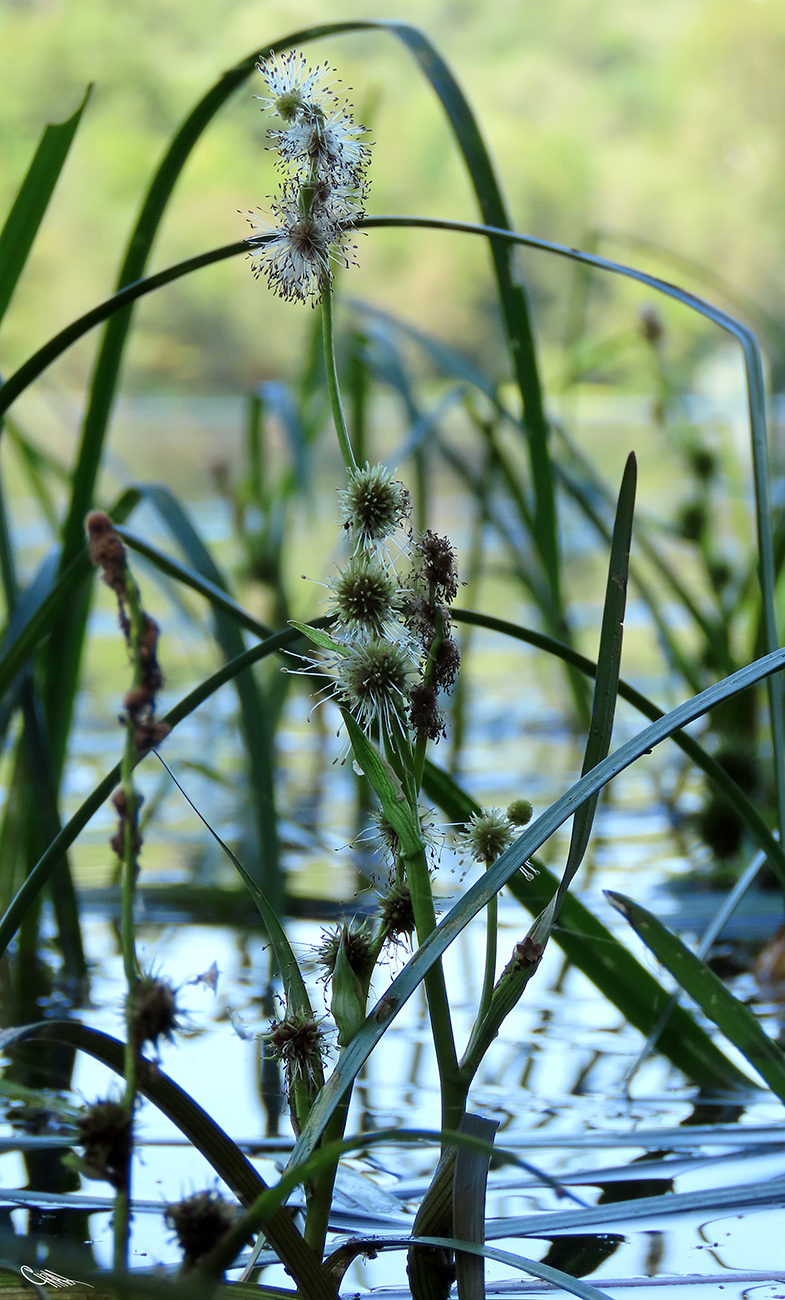 Image of Sparganium &times; longifolium specimen.
