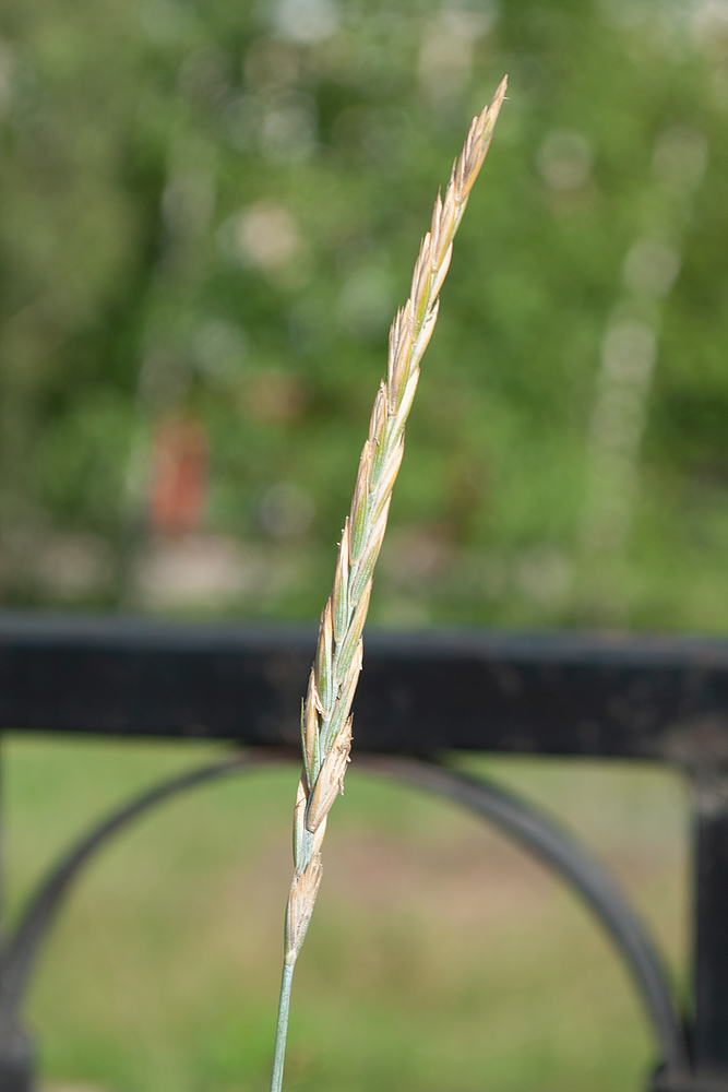 Image of Elytrigia repens specimen.