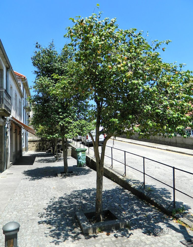 Image of Camellia japonica specimen.