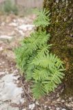 Polypodium cambricum