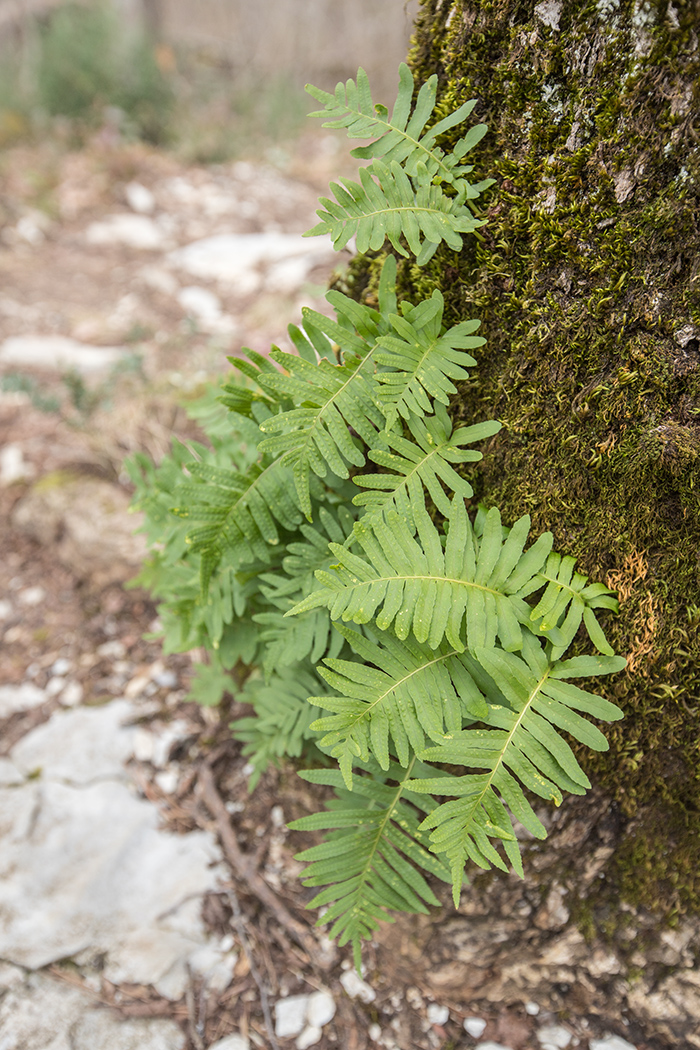 Image of Polypodium cambricum specimen.