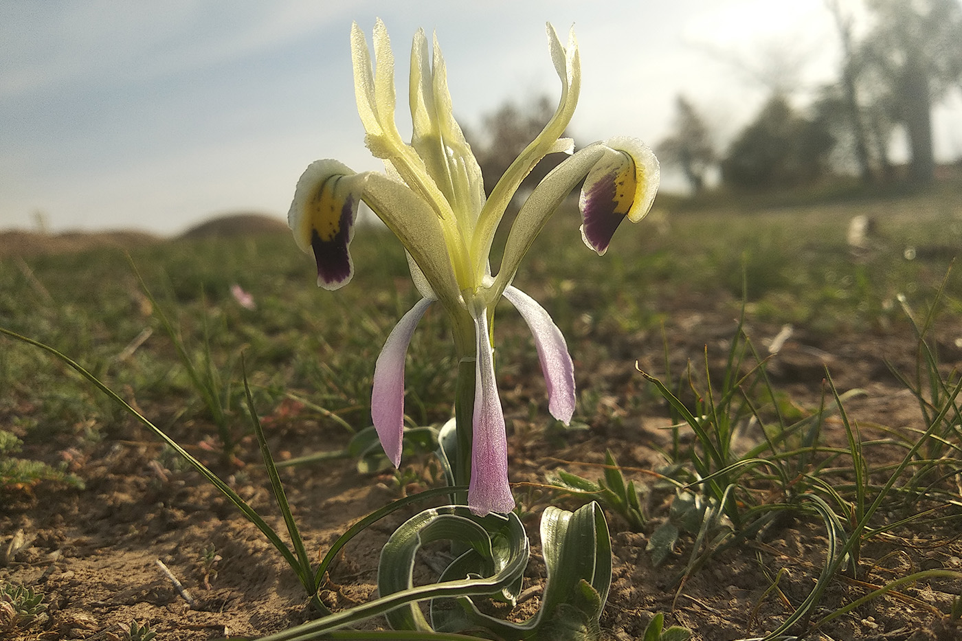 Image of Juno narbutii specimen.