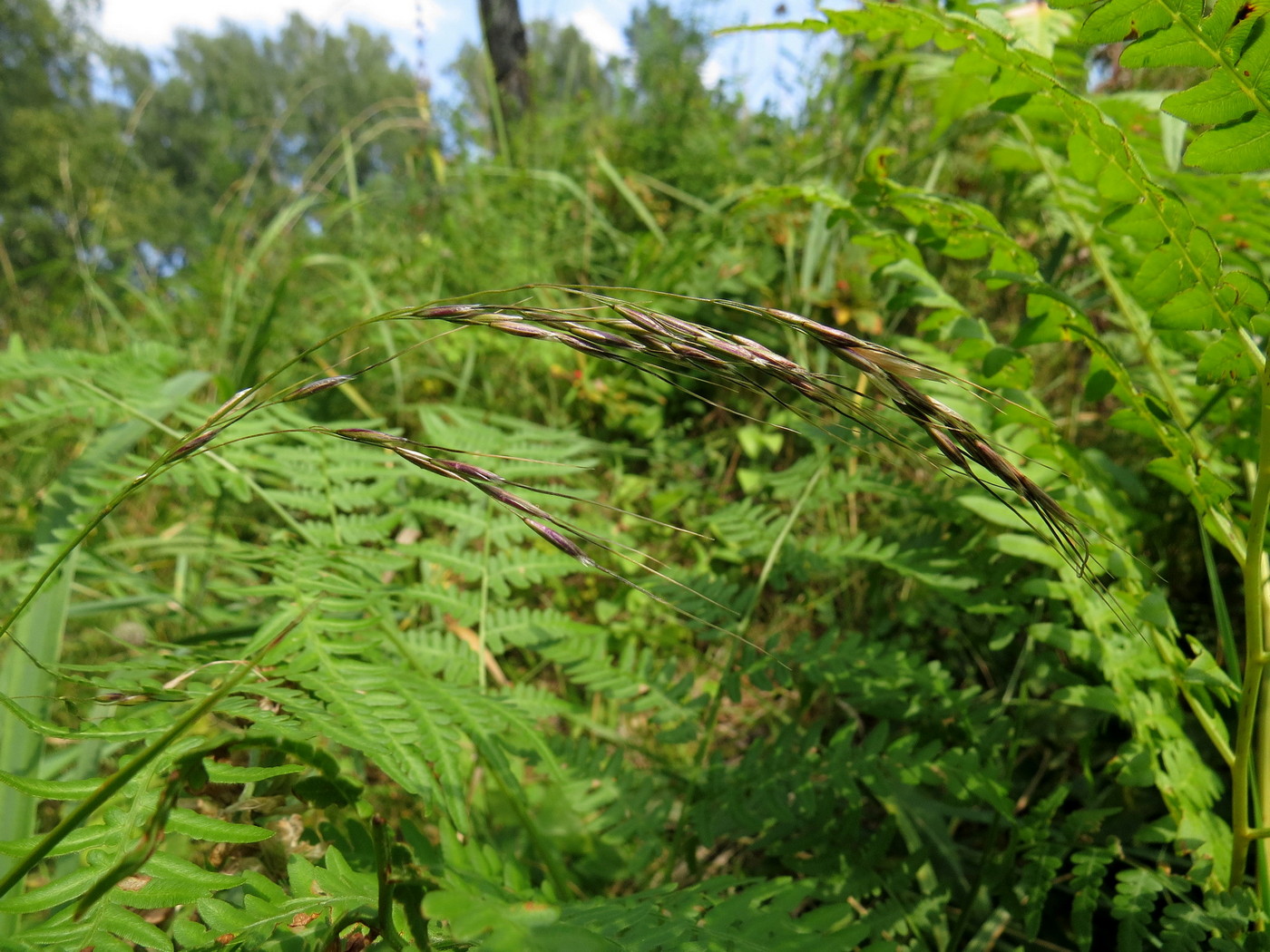 Image of Achnatherum confusum specimen.