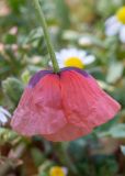 Papaver umbonatum