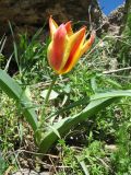 Tulipa berkariensis × T. greigii