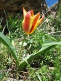 genus Tulipa. Цветущее растение. Южный Казахстан, Зап. Тянь-Шань, зап. оконечность Таласского Алатау, каньон Машат, полочка на скале южной экспозиции. 31 марта 2024 г.