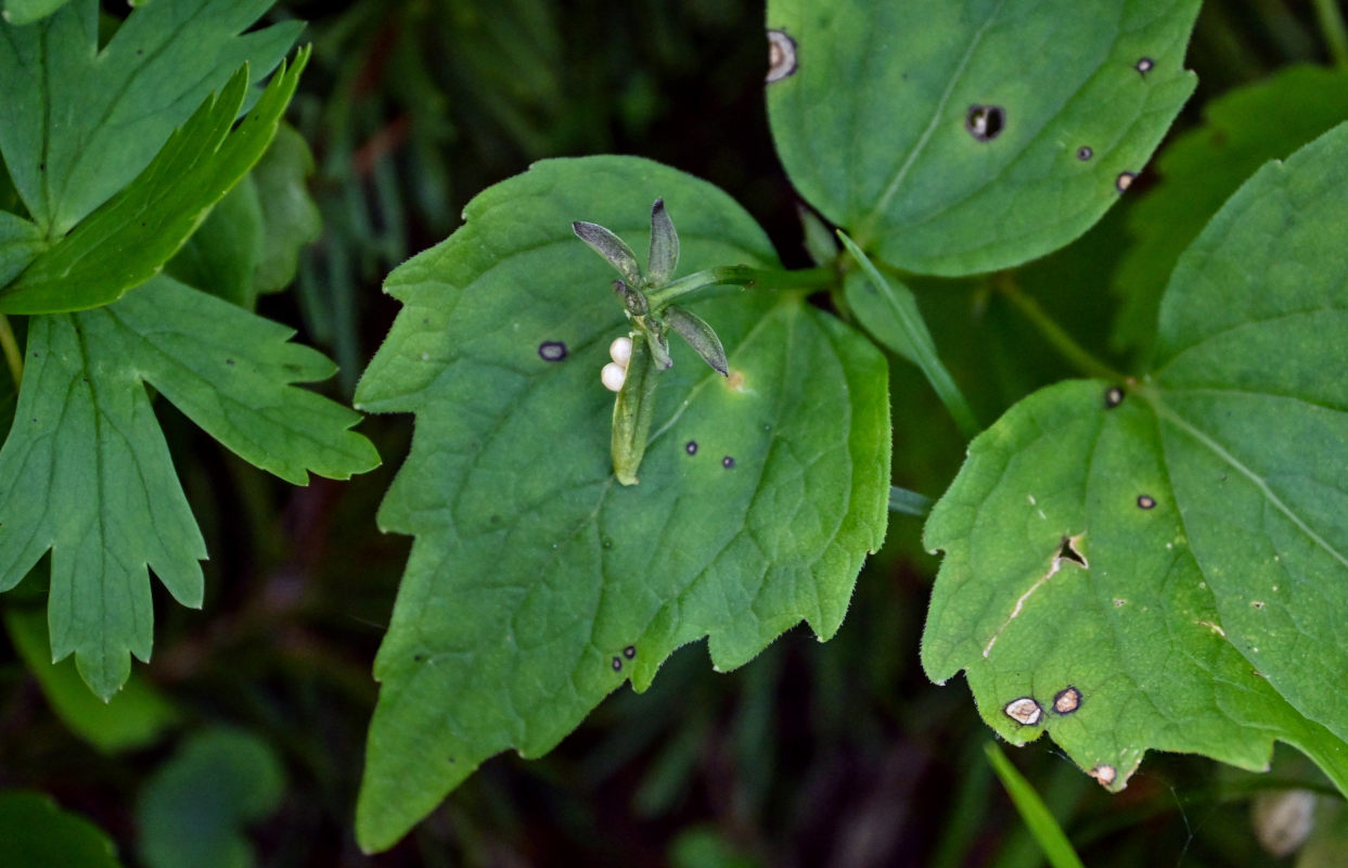 Image of Viola uniflora specimen.