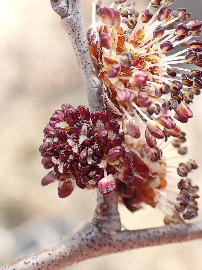 Изображение особи Ulmus pumila.