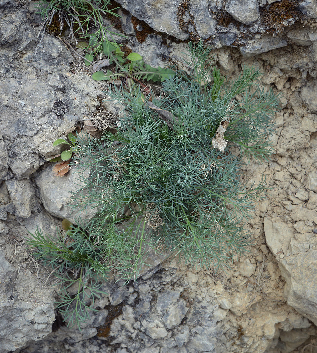 Image of Seseli rupicola specimen.