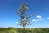 genus Robinia. Цветущее дерево. Краснодарский край, Темрюкский р-н, мыс Железный Рог, приморская степь. 12.05.2024.