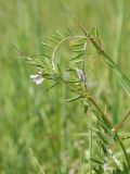 Vicia hirsuta. Верхняя часть цветущего побега. Ульяновская обл., Мелекесский р-н, окр. с. Приморское, луг с участками засоления. 25.06.2023.