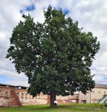 Quercus robur