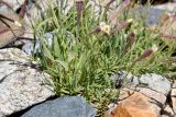 Silene guntensis