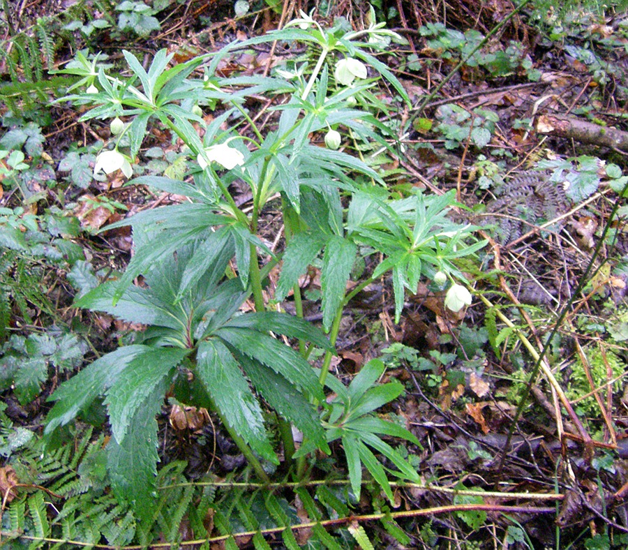 Image of Helleborus viridis specimen.