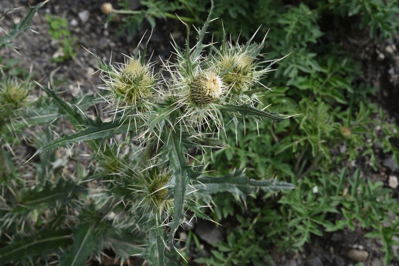 Изображение особи Cirsium echinus.