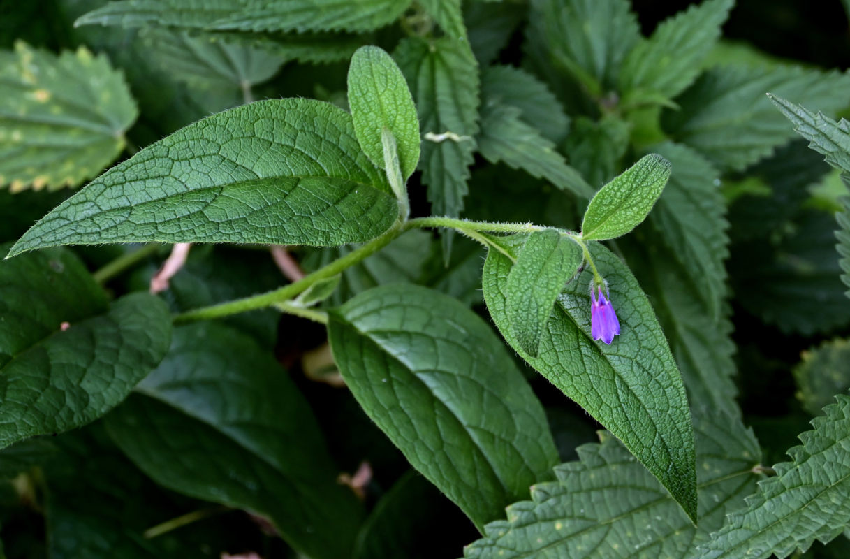 Image of Symphytum officinale specimen.