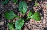 Ajuga reptans