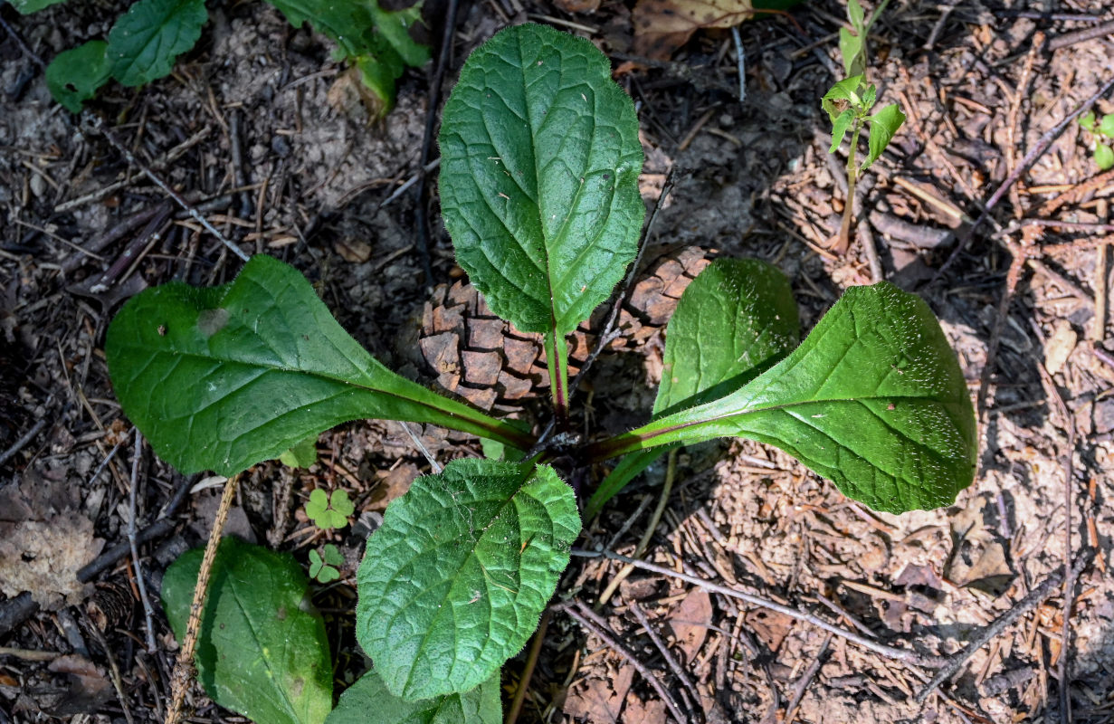 Image of Ajuga reptans specimen.