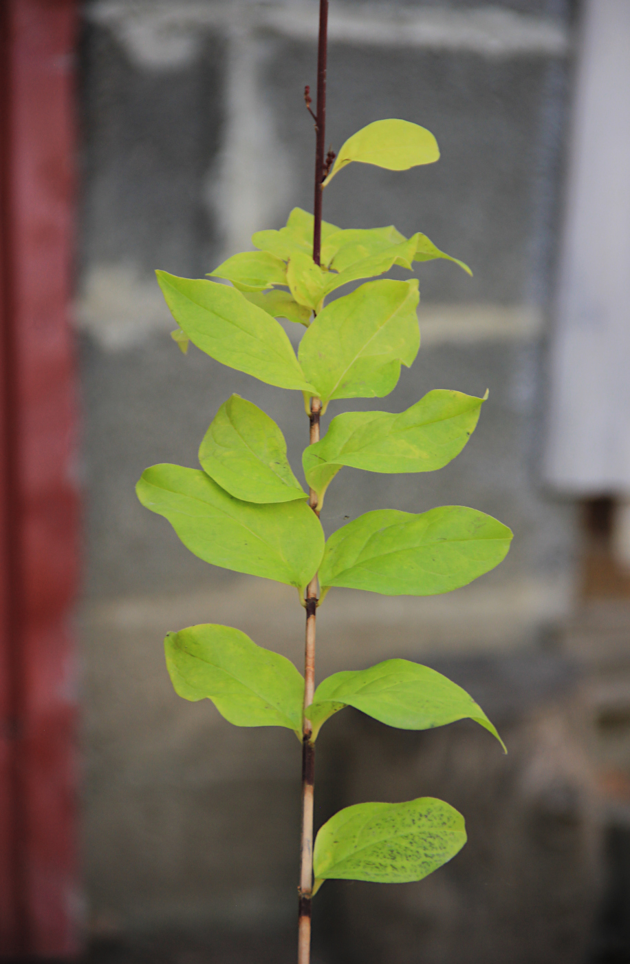Image of Abeliophyllum distichum specimen.