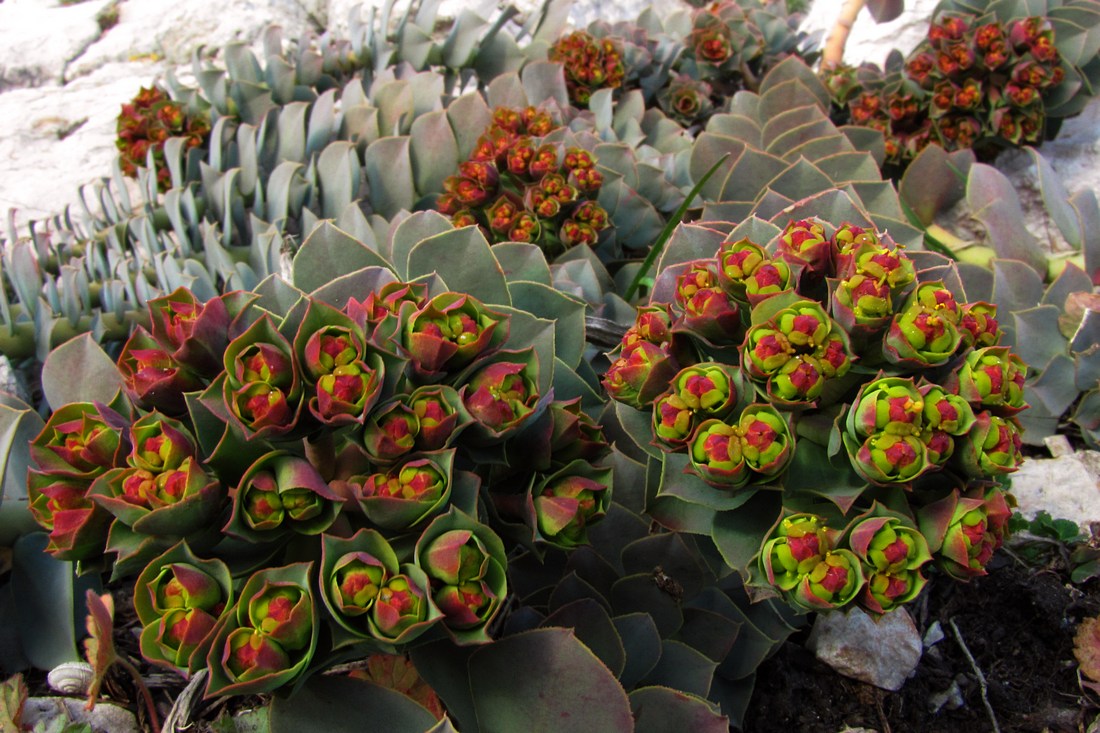 Image of Euphorbia myrsinites specimen.