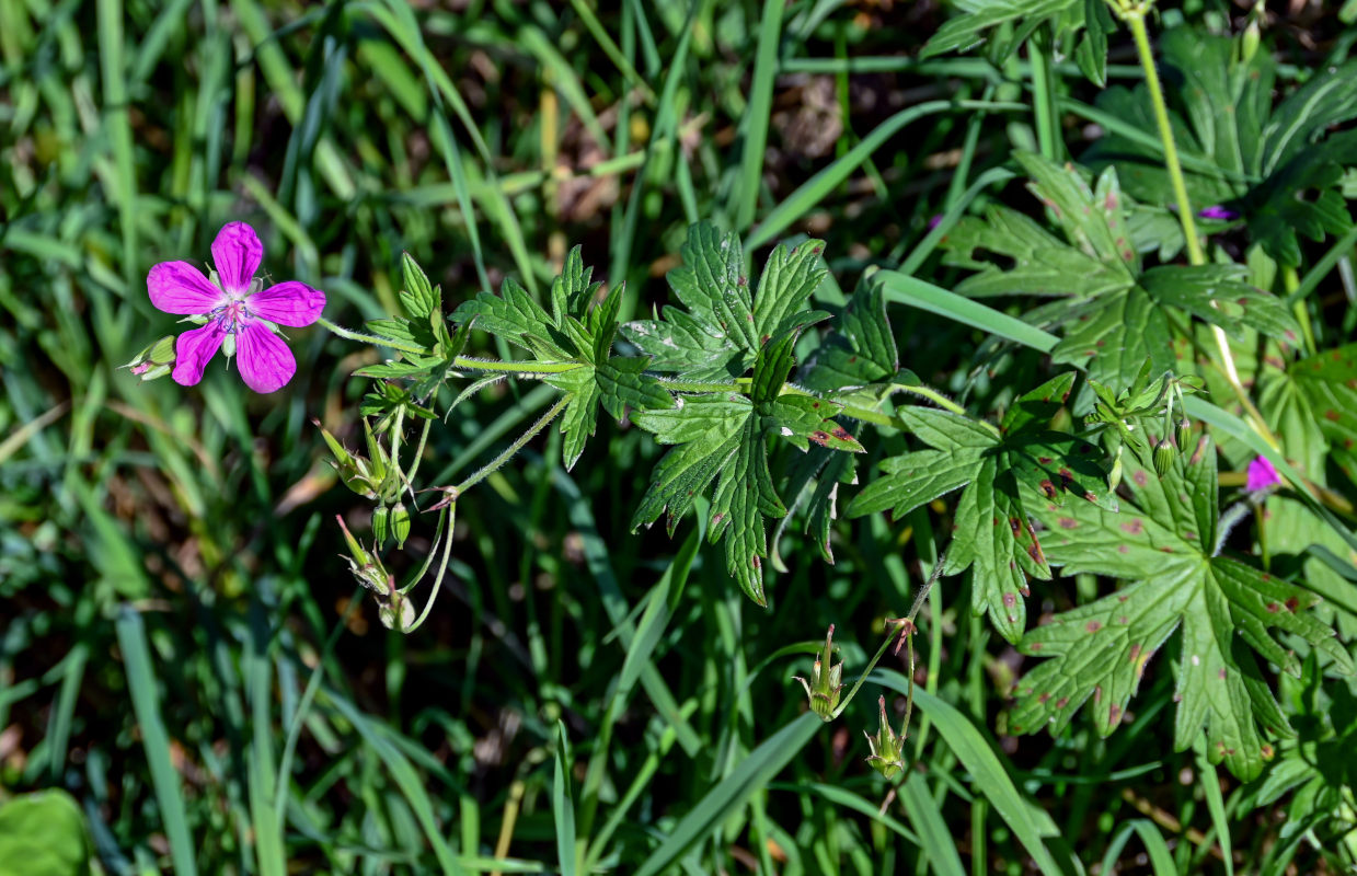 Изображение особи Geranium palustre.