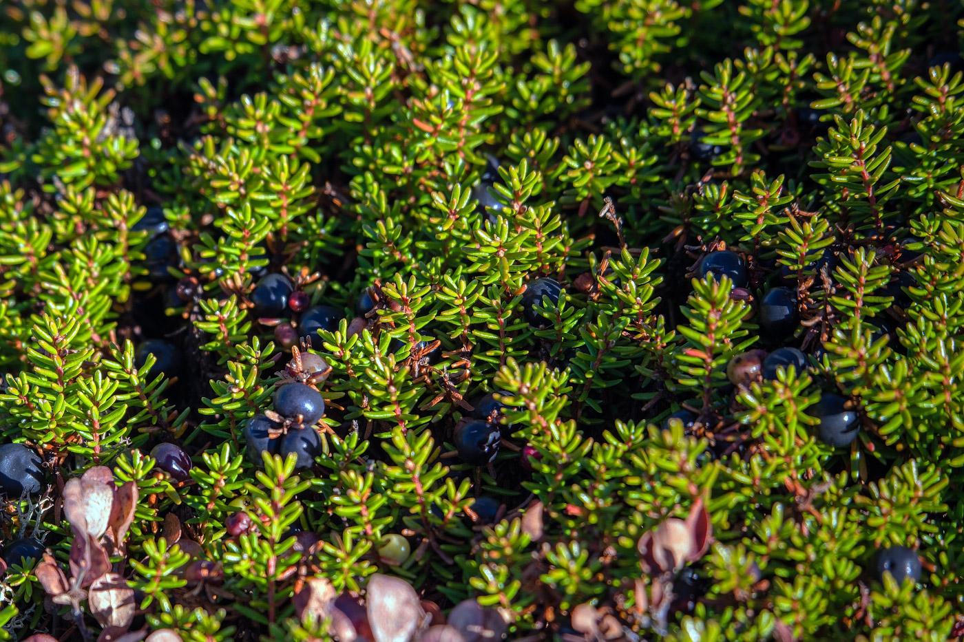 Изображение особи Empetrum sibiricum.