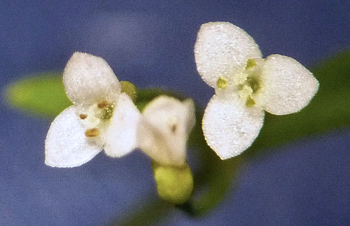 Изображение особи Galium trifidum.