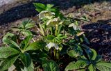 Helleborus caucasicus. Верхушка цветущего растения. Краснодарский край, Сочи, Адлерский р-н, парк \"Южные культуры\", под деревьями. 09.03.2025.