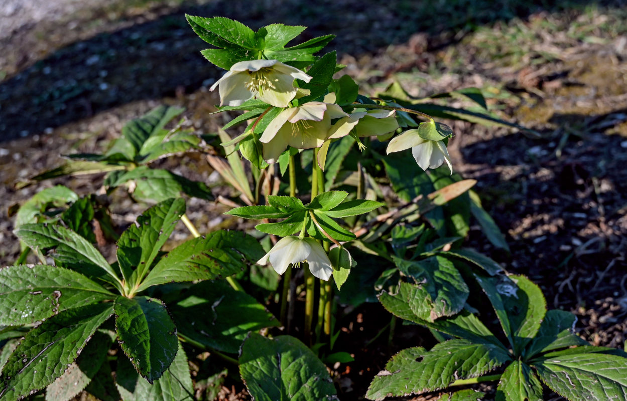 Image of Helleborus caucasicus specimen.