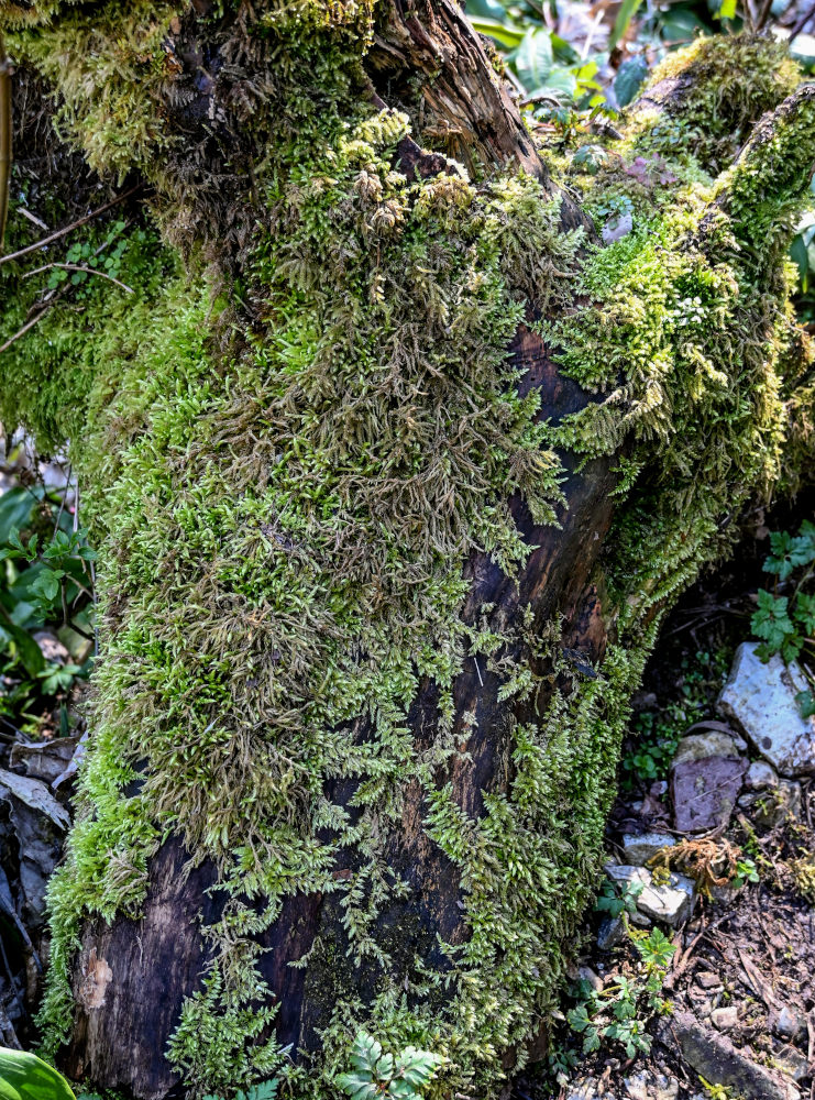 Image of class Bryopsida specimen.