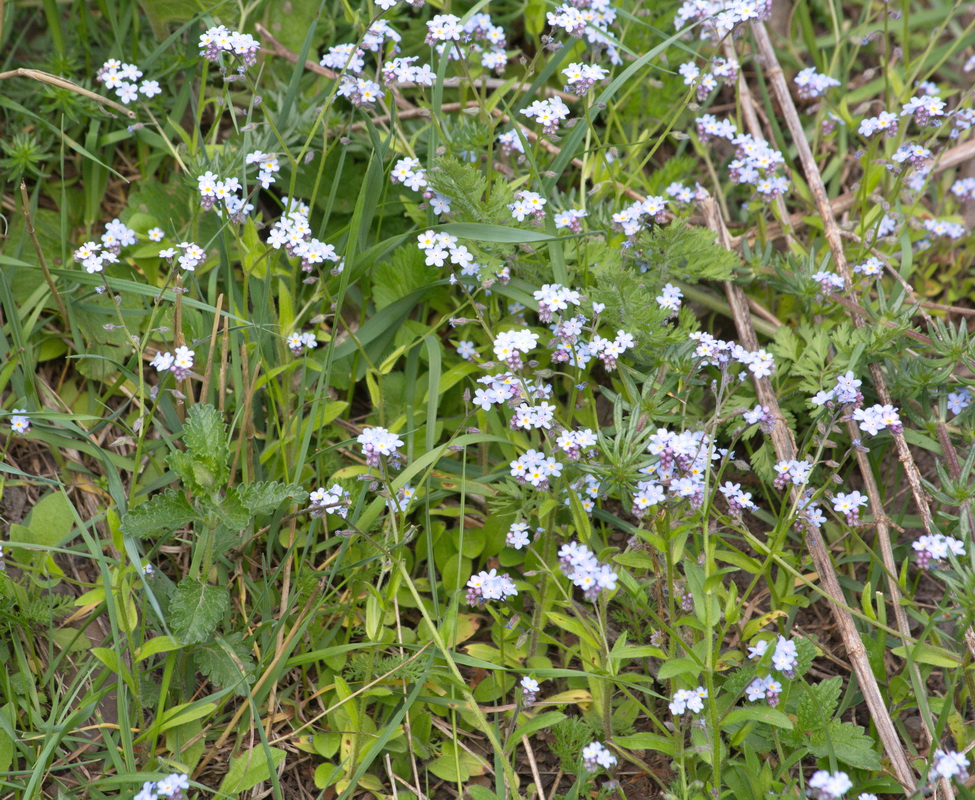 Image of genus Myosotis specimen.