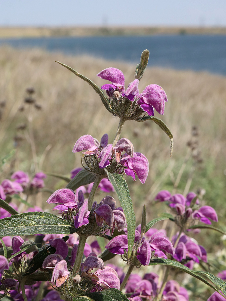 Image of Phlomis pungens specimen.